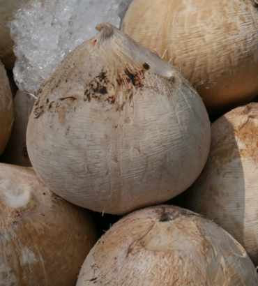 Fresh Thai Coconut – Export Quality Short Description